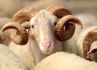 Skočila cijena kurbana: Humanitarne organizacije bilježe sve veći broj donacija