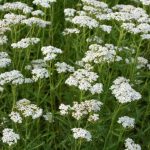 Screenshot-2025-05-02-132717