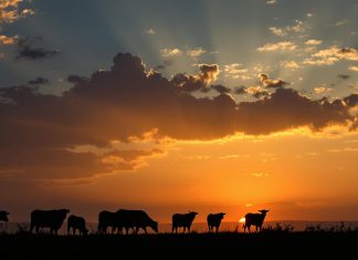 Priča o stadu koje je Allah poslao