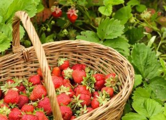 Ne dozvolite da vas prodavači prevare: Ovako ćete prepoznati domaće jagode