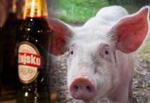 Šta je veći grijeh, konzumirati alkohol ili svinjetinu? - featured image