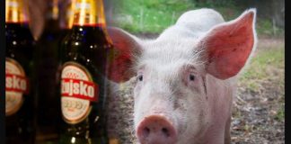 Šta je veći grijeh, konzumirati alkohol ili svinjetinu? - featured image