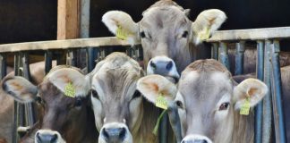 Drama tokom noći u BiH: Lopovi pokušali ukrasti krave, napali vlasnika nožem - on jednog savladao - featured image