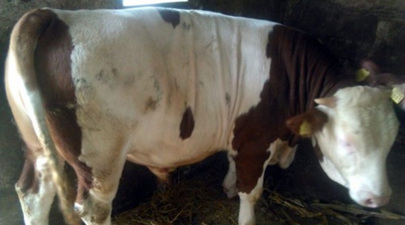 1992. godine, na početku rata, Bošnjak je, uz kaparu, kupio dva bika, od Srbina. Evo šta je nakon toga bilo… - featured image 1992. godine, na početku rata, Bošnjak je, uz kaparu, kupio dva bika, od Srbina. Evo šta je nakon toga bilo… - featured image