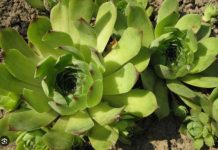 SVAKO JUTRO JE JELA LIST ČUVARKUĆE I KAŠIKU MEDA: Kad joj se desilo OVO SA TELOM, PALA JE U ŠOK..(FOTO) - featured image