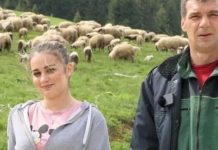 Hasan i kćerka Azemina brinu o 500 ovaca: “Nije me sramota ovog posla, sramota je ukrasti” - featured image