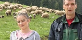 Hasan i kćerka Azemina brinu o 500 ovaca: “Nije me sramota ovog posla, sramota je ukrasti” - featured image
