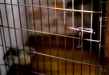 MUŽA ZATOČILA I TUKLA: Jedva pobjegao iz psećeg kaveza, bos i ozlijeđen MUŽA ZATOČILA I TUKLA: Jedva pobjegao iz psećeg kaveza, bos i ozlijeđen - featured image