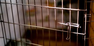 MUŽA ZATOČILA I TUKLA: Jedva pobjegao iz psećeg kaveza, bos i ozlijeđen - featured image