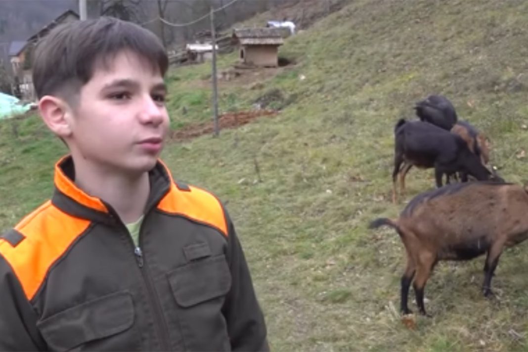 Dječak iz Priboja svaki dan putuje 30 kilometara kako bi pomogao baki i čuvao koze - featured image