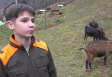 Dječak iz Priboja svaki dan putuje 30 kilometara kako bi pomogao baki i čuvao koze - featured image