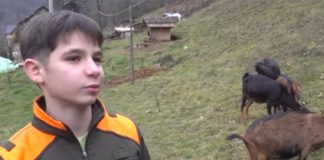 Dječak iz Priboja svaki dan putuje 30 kilometara kako bi pomogao baki i čuvao koze - featured image
