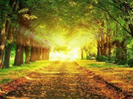 Ako ženska osoba bude pazila samo na ove četiri stvari, ući će u Džennet / Hadis Ako ženska osoba bude pazila samo na ove četiri stvari, ući će u Džennet / Hadis - featured image