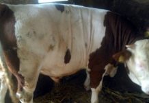 1992. godine, na početku rata, Bošnjak je, uz kaparu, kupio dva bika, od Srbina. Evo šta je nakon toga bilo… 1992. godine, na početku rata, Bošnjak je, uz kaparu, kupio dva bika, od Srbina. Evo šta je nakon toga bilo… - featured image