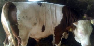 1992. godine, na početku rata, Bošnjak je, uz kaparu, kupio dva bika, od Srbina. Evo šta je nakon toga bilo… - featured image