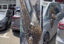 Haos u Izraelu: Desetine hiljada pčela preplavilo grad, vlasti izdale hitno upozorenje - featured image