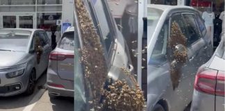 Haos u Izraelu: Desetine hiljada pčela preplavilo grad, vlasti izdale hitno upozorenje - featured image