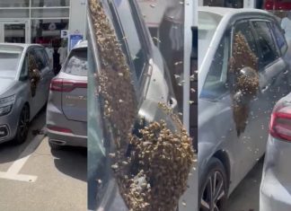 Haos u Izraelu: Desetine hiljada pčela preplavilo grad, vlasti izdale hitno upozorenje Haos u Izraelu: Desetine hiljada pčela preplavilo grad, vlasti izdale hitno upozorenje - featured image