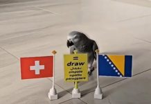 HIT SNIMAK: Papagaj birao pobjednika između Švicarske i BiH - featured image