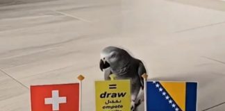 HIT SNIMAK: Papagaj birao pobjednika između Švicarske i BiH HIT SNIMAK: Papagaj birao pobjednika između Švicarske i BiH - featured image