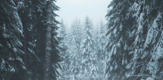 Hoće li biti prave zime? Nova prognoza ne raduje ljubitelje snijega ni u našem regionu Hoće li biti prave zime? Nova prognoza ne raduje ljubitelje snijega ni u našem regionu - featured image