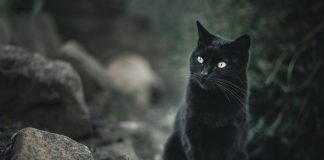 Top lista najraširenijih praznovjerja među Bošnjacima - featured image